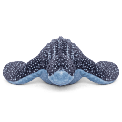 Animal Leatherback Turtle Angle Front