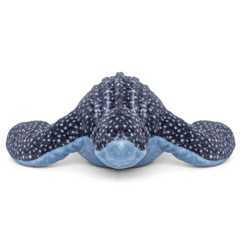 Animal Leatherback Turtle Angle Front